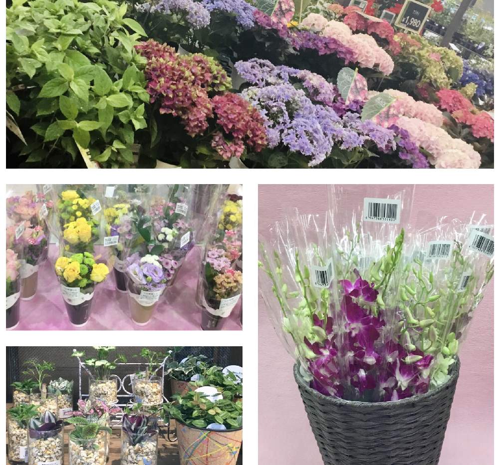 部屋の投稿画像 By カインズさん 観葉植物と入荷情報 とカインズとアジサイ 紫陽花とカインズ本庄早稲田店と花のある暮らしとcainz と切り花と観葉植物と入荷情報 とカインズとアジサイ 紫陽花とカインズ本庄早稲田店と花のある暮らしとcainzと切り花 21月5月27日 部屋の投稿画像 By カインズさん 観葉植物と入荷情報 とカインズとアジサイ 紫陽花とカインズ本庄早稲田店と花のある暮らしとcainz と切り花と観葉植物と入荷情報 とカインズとアジサイ 紫陽花とカインズ本庄早稲田店と花のある暮らしとcainzと切り花 21月5月27日