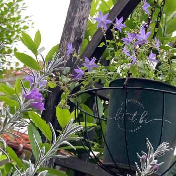 エレモフィラ,ブリキ鉢,シルバーリーフ好き,紫花がお気に入り,スリムなお姿の画像
