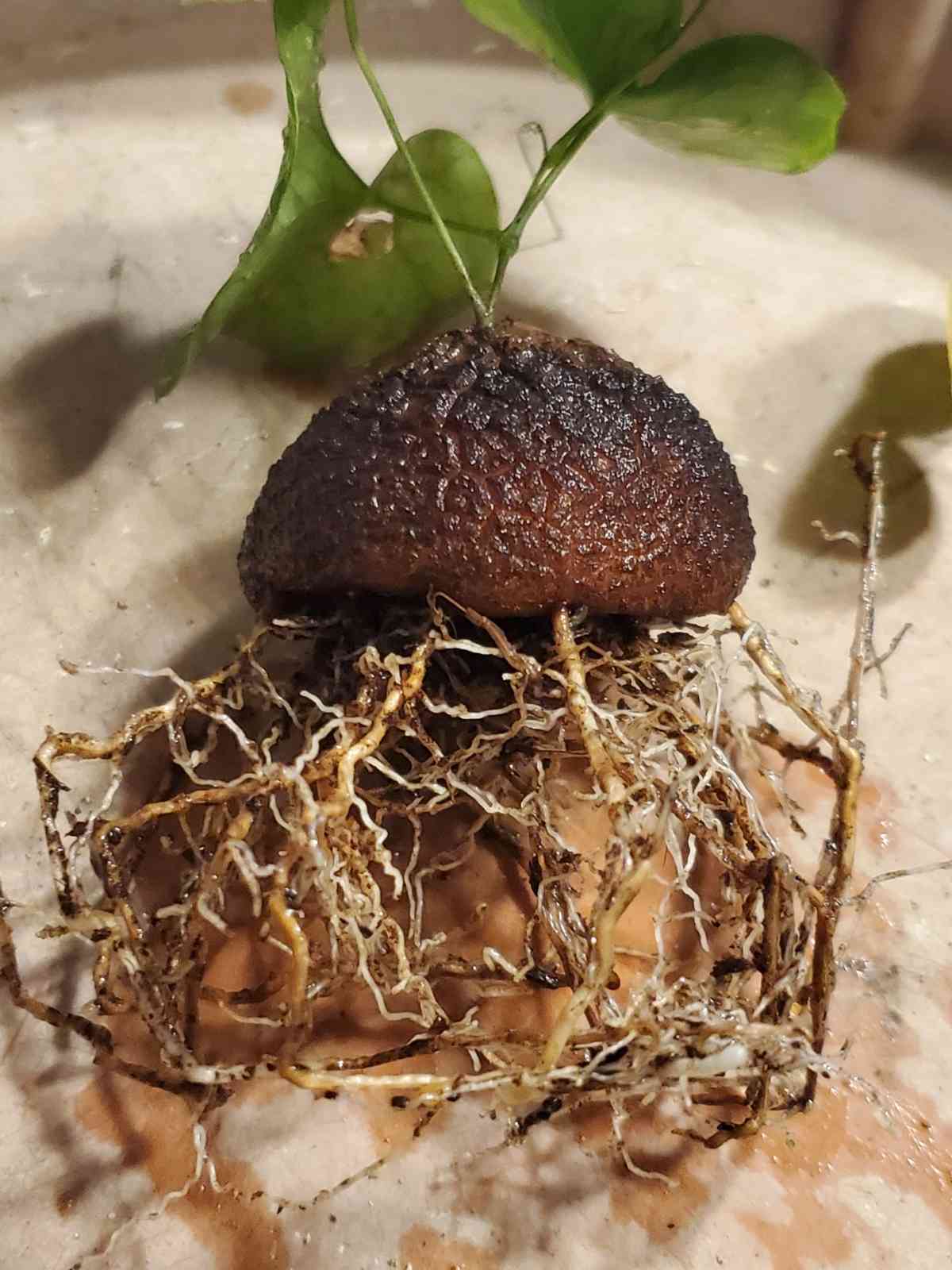 亀甲竜の植え替え｜🍀GreenSnap（グリーンスナップ）