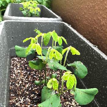 枝豆の成長の投稿画像一覧 Greensnap グリーンスナップ