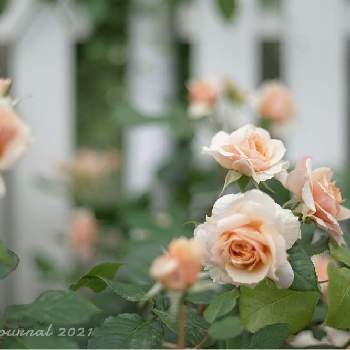 KIZUNAの画像 by kayoさん | 小さな庭とKIZUNAとバラと自慢のバラ_2021とばら バラ 薔薇とマイガーデンとバラのある暮らしとナチュラルガーデンとミラーレス一眼とナチュラルスタイルとガーデニングと花のある暮らしとお花のある生活とロザリアンとチャリティーローズ KIZUNAとバラを楽しむと絆〜キズナ〜
