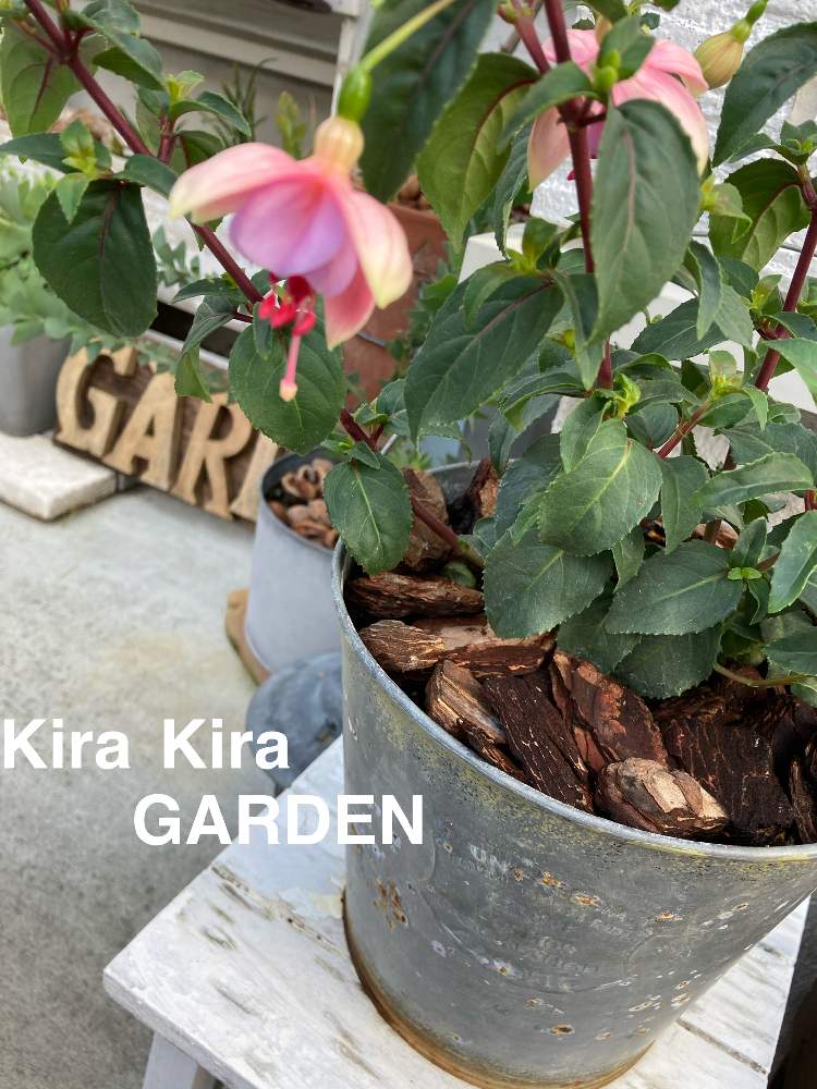 フクシア属 ʾʾの投稿画像 By キラキラネーム さん ピンク ピンク ピンク と週末ガーデナーと ʾʾと花のある暮らしとやさしい気持ちとフクシア 21月5月27日 Greensnap グリーンスナップ