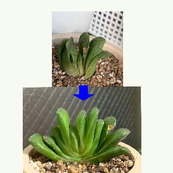 ハオルチア グリーン玉扇の投稿画像一覧 Greensnap グリーンスナップ