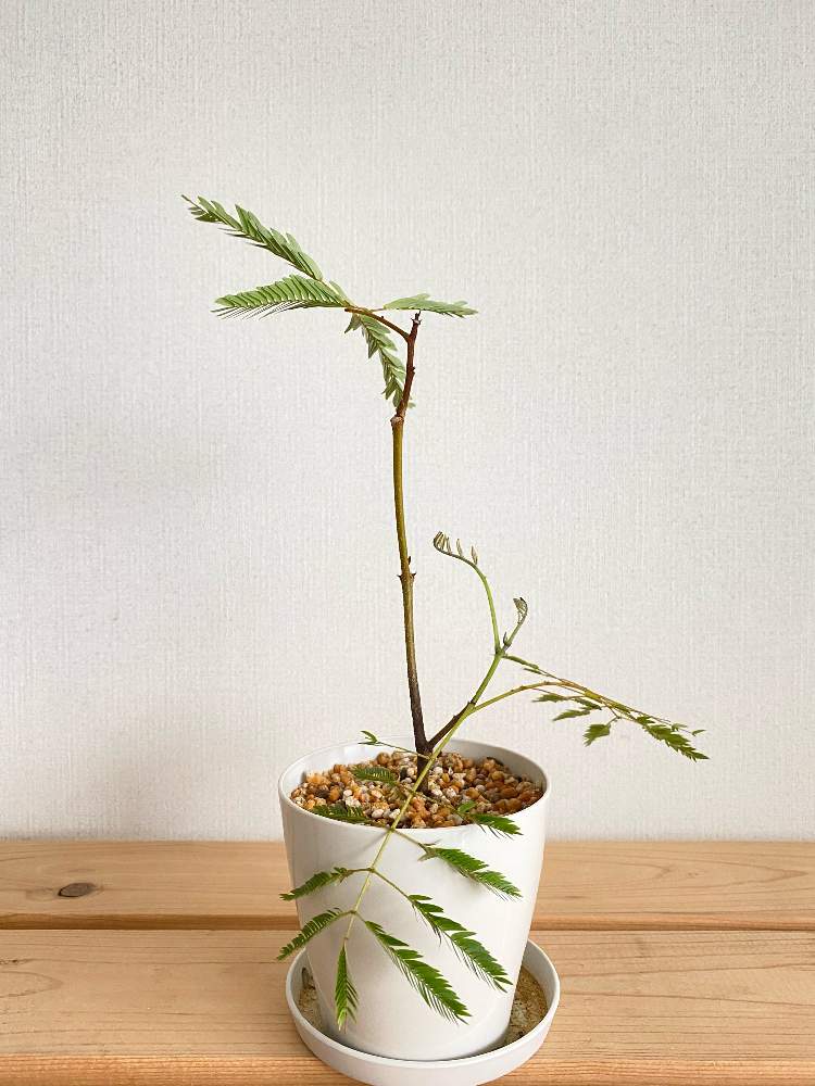 正規品質保証 ⑥ エバーフレッシュ 苗 観葉植物