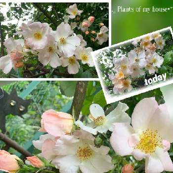 K.Fバラの画像 by kane flowerさん | バラとサリーホームズと埼玉県と中ぐらいの庭とK.FバラとK.F家庭菜園