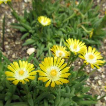 デロスペルマ ルミナスレンジャー Proven Winners Pw ガーデニング 園芸 花苗 低木 多肉植物 花 植物