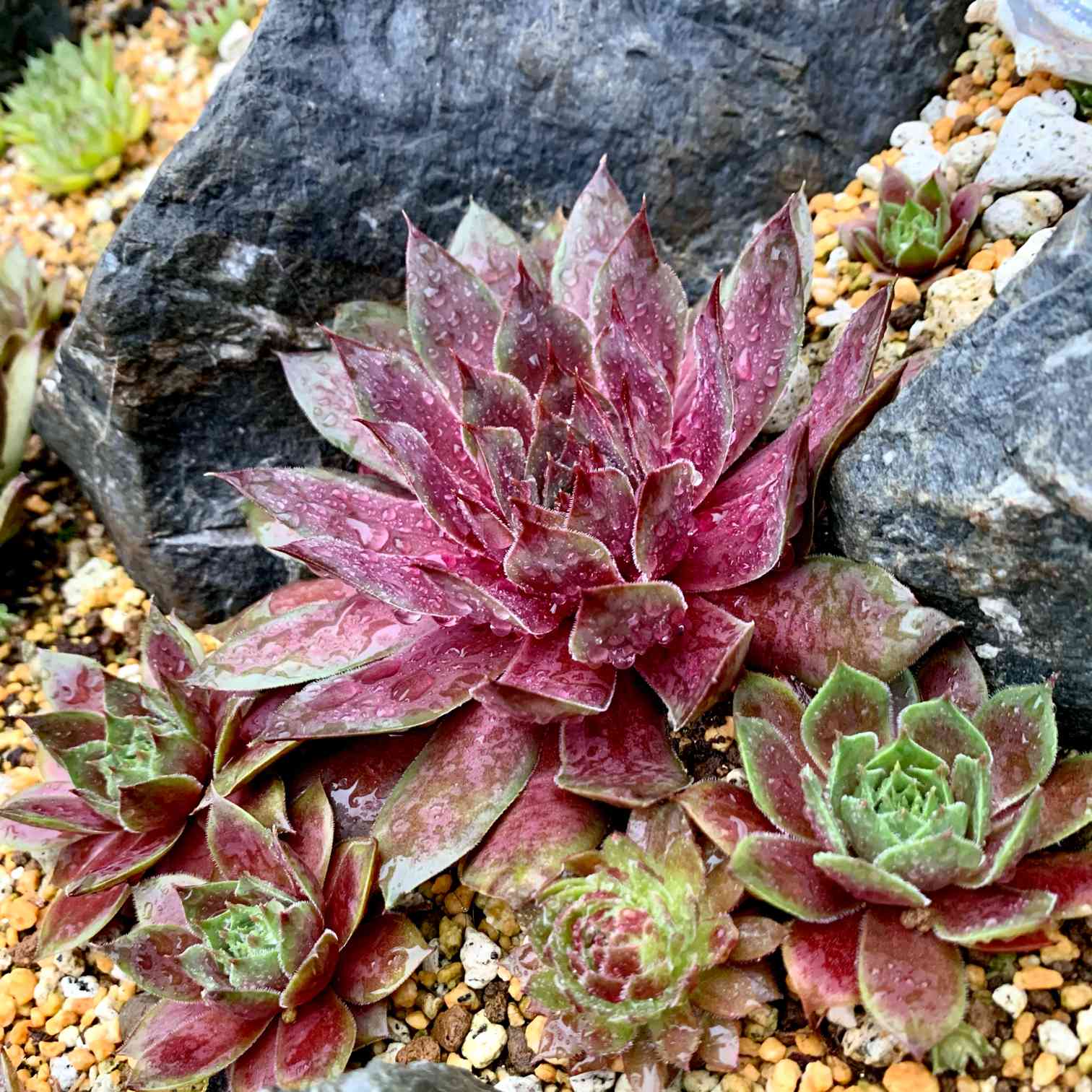 センペルビウム ミズリーローズの一覧｜🍀GreenSnap（グリーンスナップ）