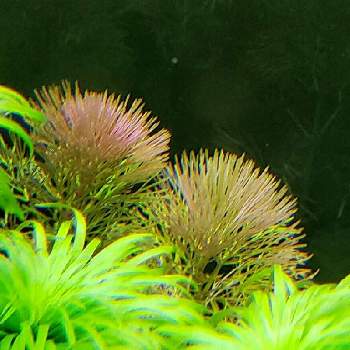 レッドカボンバの投稿画像一覧 Greensnap グリーンスナップ