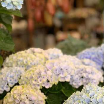 雨が好きの投稿画像一覧 Greensnap グリーンスナップ