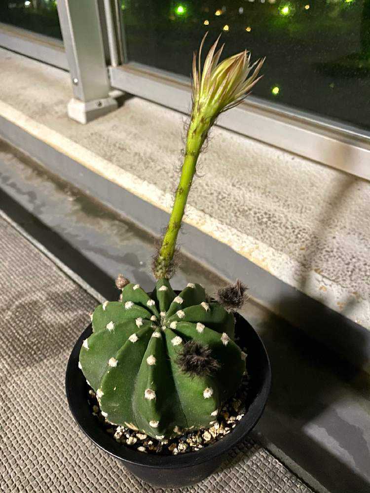 棘無短毛丸の花を咲かせたい❣️｜🍀GreenSnap（グリーンスナップ）