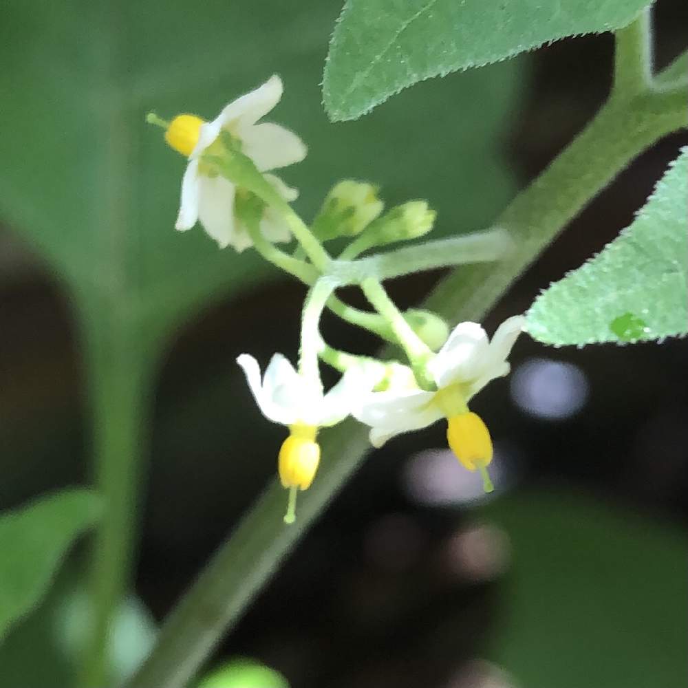 白い花の投稿画像 By ぎんねこさん かわいい雑草と小さい花と可憐な花とイヌホオズキと下向きの花と小さな庭とうつむく花 と白い花とかわいい雑草と小さい花と可憐な花と下向きの花とうつむく花 21月5月28日 Greensnap グリーンスナップ Greensnap