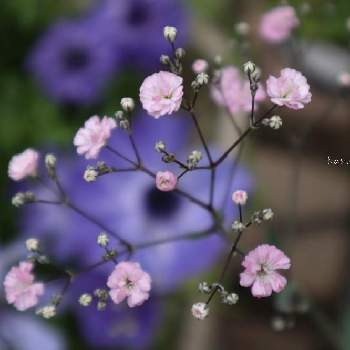 ピンクのかすみ草の投稿画像一覧 Greensnap グリーンスナップ