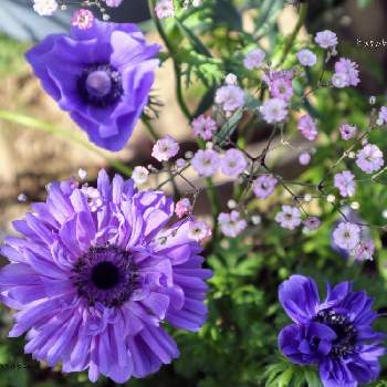 かすみ草 ジプシーピンクの投稿画像一覧 Greensnap グリーンスナップ