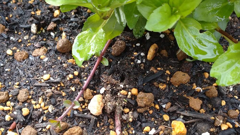 ミントの投稿画像 By Manaさん オレンジミントと繁殖力旺盛と寒冷地とハーブ好きと宿根 多年草と福島県 21月5月28日 Greensnap グリーンスナップ