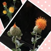 ベニバナ,まん丸,オレンジ色の花,切り花を楽しむ,ビタミンカラー♡の画像