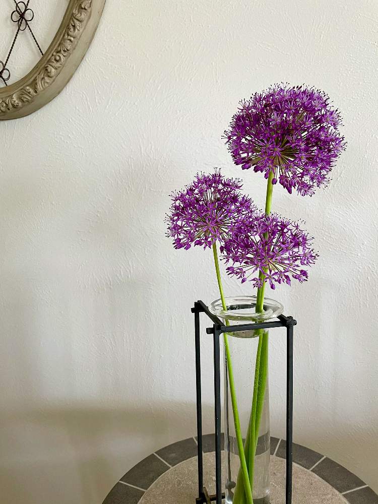 アリウム ギガンチウムの投稿画像 By Noripさん アメリカ コロラドと切り花を楽しむとアリウム 21月5月28日 Greensnap グリーンスナップ