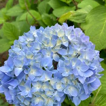 アジサイ科　アジサイ属の画像 by manabeさん | お出かけ先と空色とアジサイ科　アジサイ属と素敵とアの付く植物とブルーのお花