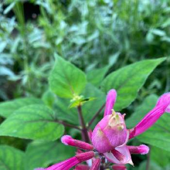 ローズリーフセージの投稿画像一覧 Greensnap グリーンスナップ