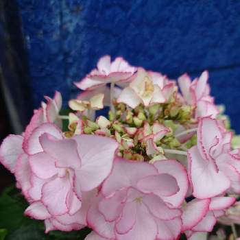 紫陽花 ケイコの投稿画像一覧 Greensnap グリーンスナップ