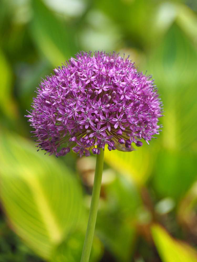 アリウムの投稿画像 By Momoさん 植物と暮らすと花のある暮らしとアリウム ギガンチウムと紫の花とチーム愛知と近所の庭園 21月5月28日 Greensnap グリーンスナップ