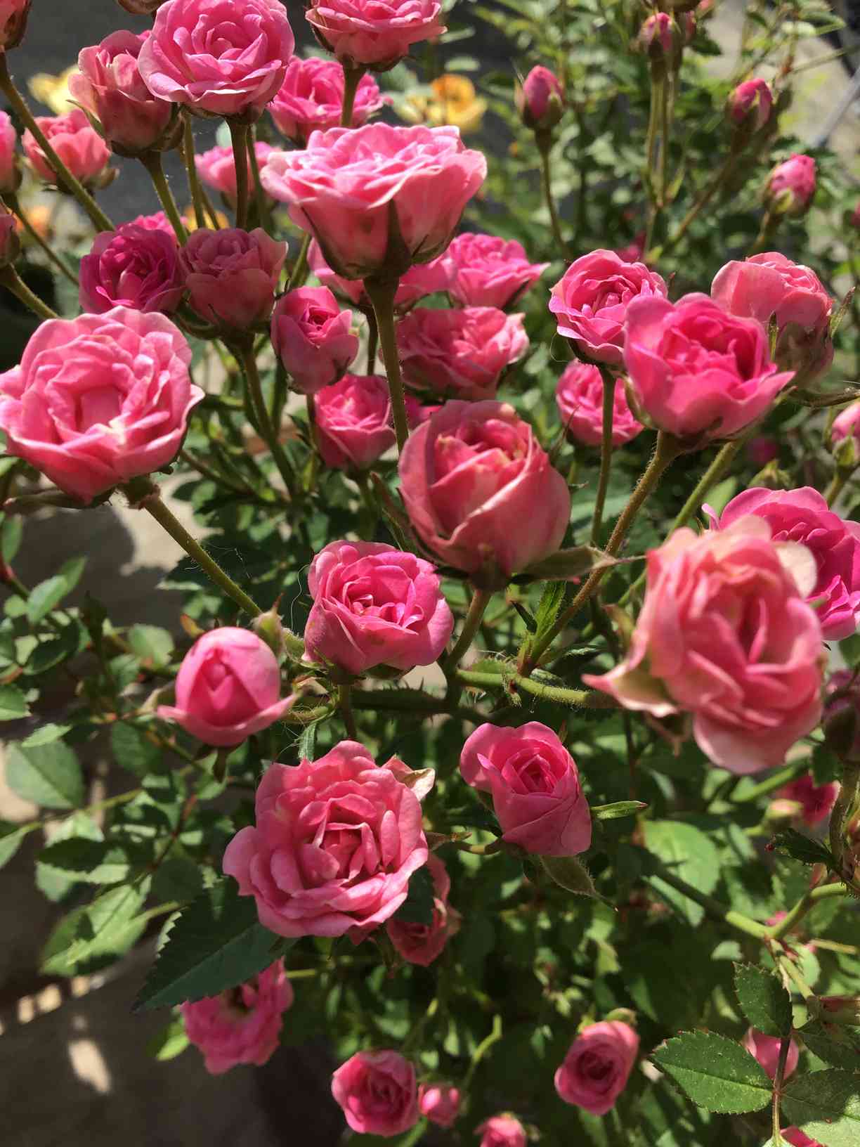 ワンダーファイブ 挿し木に挑戦｜🍀GreenSnap（グリーンスナップ）