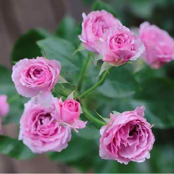 シャドウオブザムーンの画像 by tokitokiさん | 小さな庭とシャドウオブザムーンとバラ・ミニバラとばら バラ 薔薇と金曜ローズショーと自慢のバラ_2021