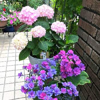 ガクアジサイ 青 紫 赤混合 の投稿画像一覧 Greensnap グリーンスナップ