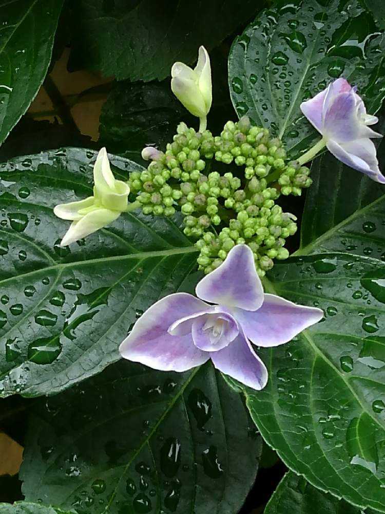 紫陽花 金平糖 3年目 Greensnap グリーンスナップ