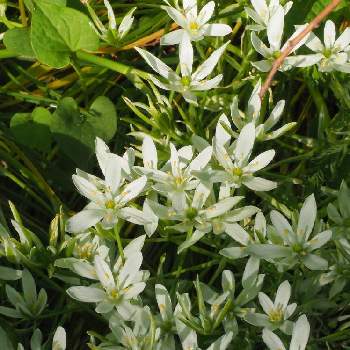 スター オブ ベツレヘムの投稿画像一覧 Greensnap グリーンスナップ