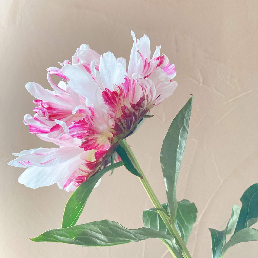 芍薬 シャクヤク の投稿画像 By Lasfloresmariさん 切り花を楽しむと芍薬 麒麟丸と癒しの空間と花のある暮らしと日比谷花壇と幸せな時間と窓辺と切り花を楽しむと芍薬麒麟丸と癒しの空間と花のある暮らしと日比谷花壇と幸せな時間 21月5月28日 Greensnap