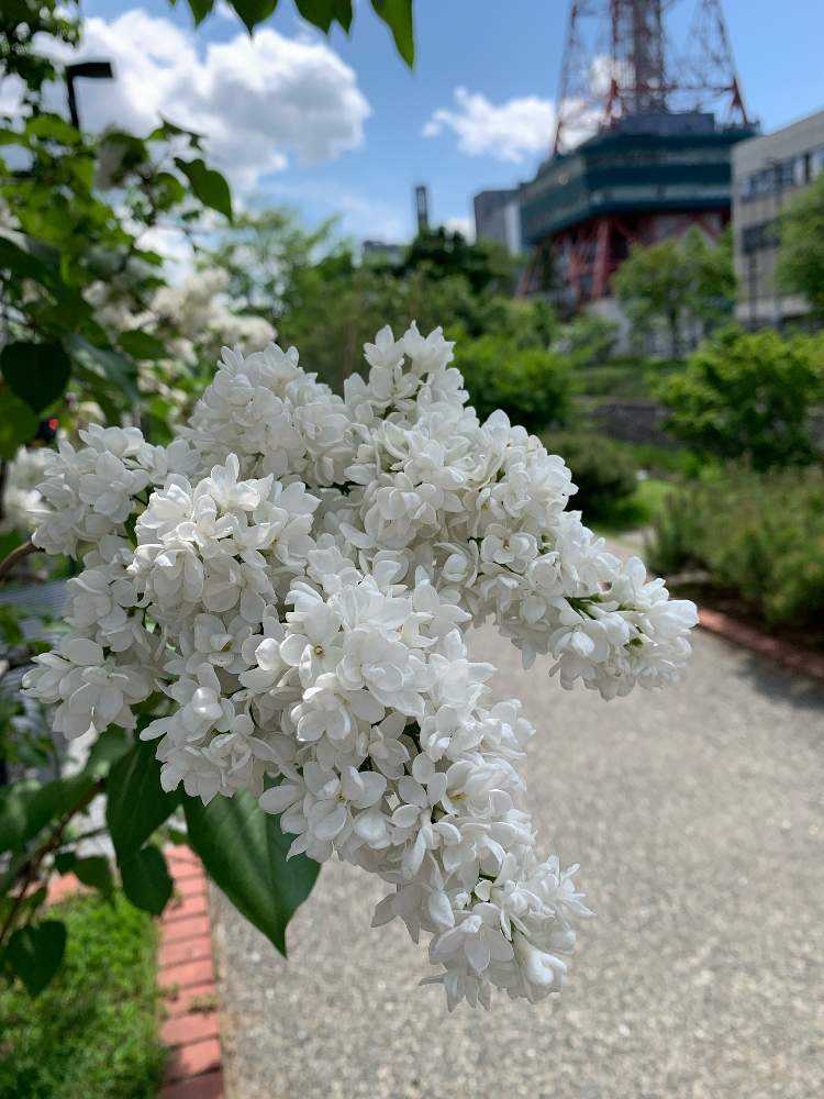 ライラック　　木臼 ライラック 木臼 楽天市場】ライラック（植木｜ガーデニング