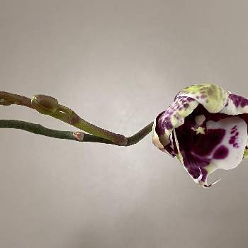 Phalaenopsis Lianher Coral Orchis の投稿画像一覧 Greensnap グリーンスナップ