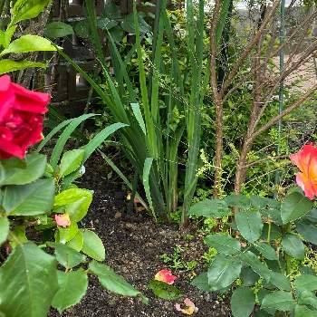 和バラの画像 by H1207さん | 薔薇とバラ 旬と和バラとバラ スブニール ドゥ アンネフランクとガーデニングと庭づくりとばら バラ 薔薇とおうち園芸