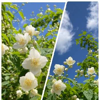 梅花空木の投稿画像一覧 Greensnap グリーンスナップ