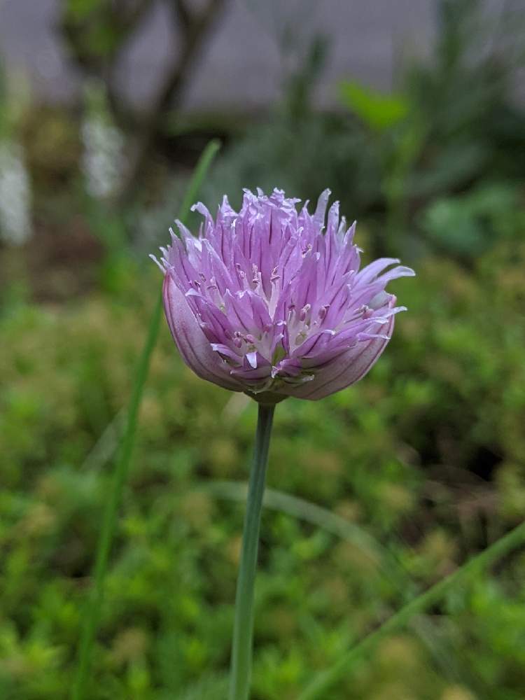 チャイブの投稿画像 By Hiroさん 花のある暮らし とgsの皆さまに感謝 とチャイブのお花とハーブとネギの代用と見てくれてありがとう 21月5月28日 Greensnap グリーンスナップ