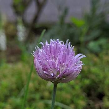 チャイブのお花の画像 by hiroさん | 小さな庭とチャイブと花のある暮らし♡とGSの皆さまに感謝♡とチャイブのお花とハーブとネギの代用と見てくれてありがとう♡