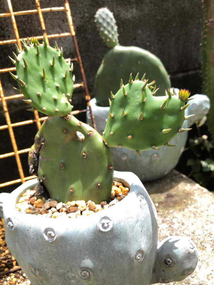 fuuhaa0228 様、確認用！ 大丸盆、ウチワサボテン、5枚、 fuuhaa0228