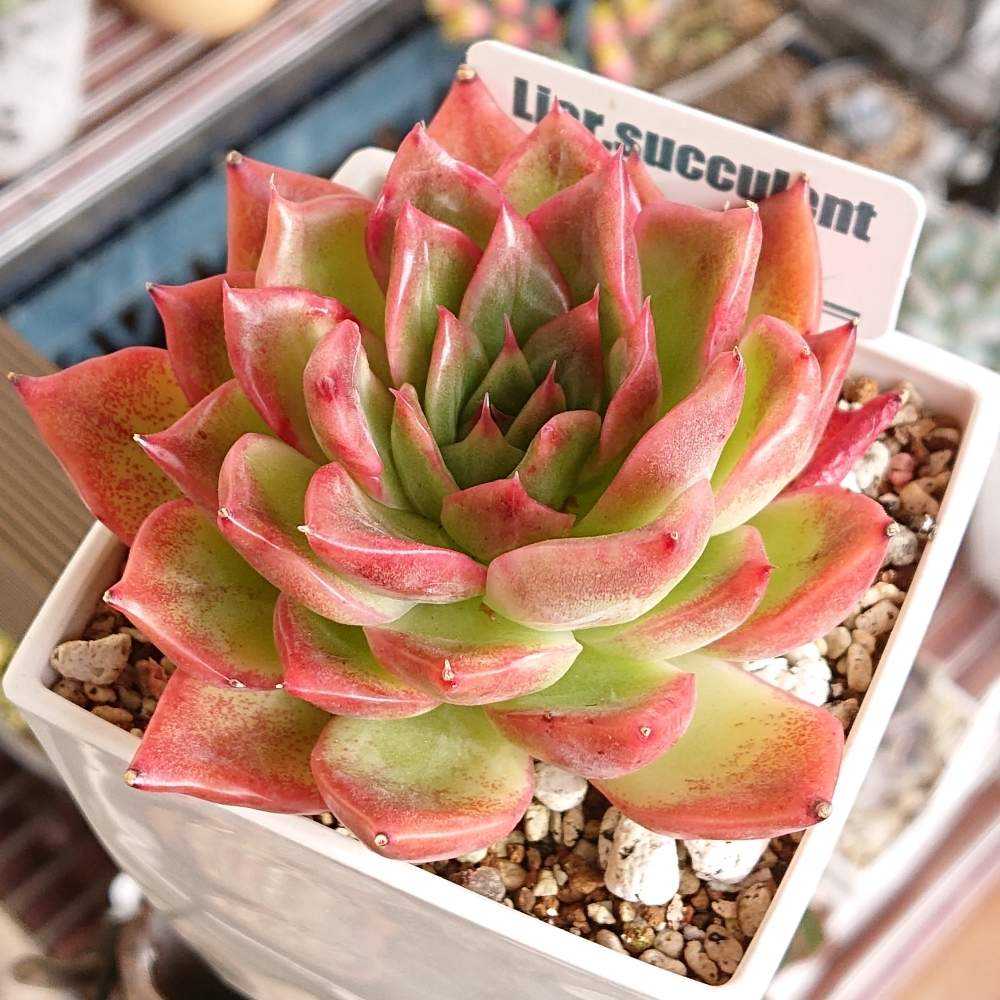 多肉植物❤️フロリディティール ❤️1大頭5小頭11cm拔き苗三年生