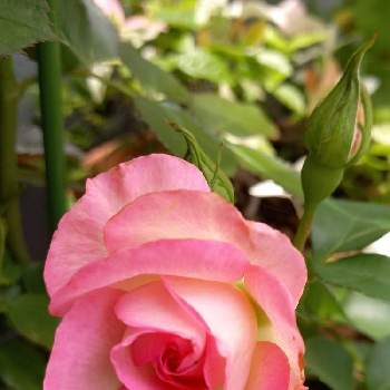 可愛い薔薇の画像 by フランさん | アプローチと金曜日の蕾たちとピンクの薔薇とおうち時間と綺麗なお花❤とおうち園芸とストロベリーアイスと金曜ローズショーとピンクのお花と可愛い薔薇とガーデニングと薔薇大好き