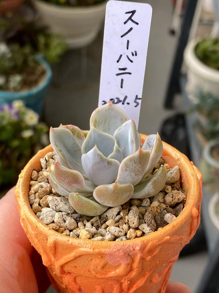 スノーバニーの投稿画像 By ここにゃんたさん ポー友の会 関東 支部とここにゃんたベランダチャンネルとyoutubeで動画と南西向きベランダとベランダガーデニングと多肉女子 おばさん とリエール苗と皆様に感謝と多肉 バカとタニラーと千葉タニラーと多肉愛 21月5