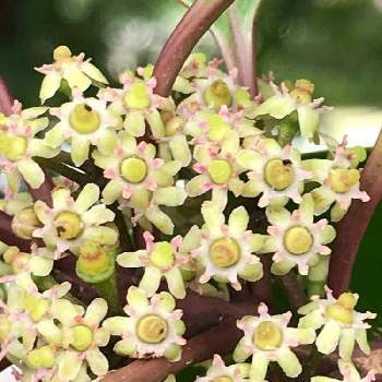 クロガネモチの花の投稿画像一覧 Greensnap グリーンスナップ