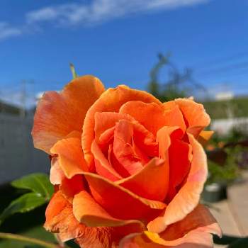 ♡ロイヤルサンセット♡の画像 by RARAさん | テラスとばら バラ 薔薇と幸せにな〜る◡̈❁とhappy♡とバラ 鉢植えと♡ロイヤルサンセット♡とありがとう◡̈❁と香りフェチと薔薇♪とロイヤルサンセット♥︎︎∗︎*ﾟ