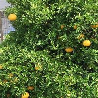 ナツミカンの育て方 水やりや肥料の量は 鉢植えでも栽培できる Greensnap グリーンスナップ