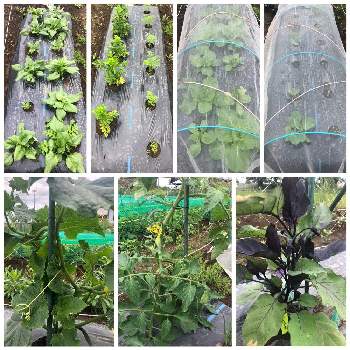 西洋ほうれん草の投稿画像一覧 Greensnap グリーンスナップ