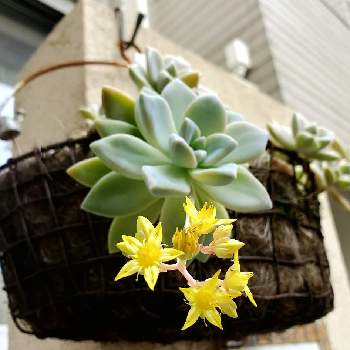 北側玄関の投稿画像一覧 Greensnap グリーンスナップ