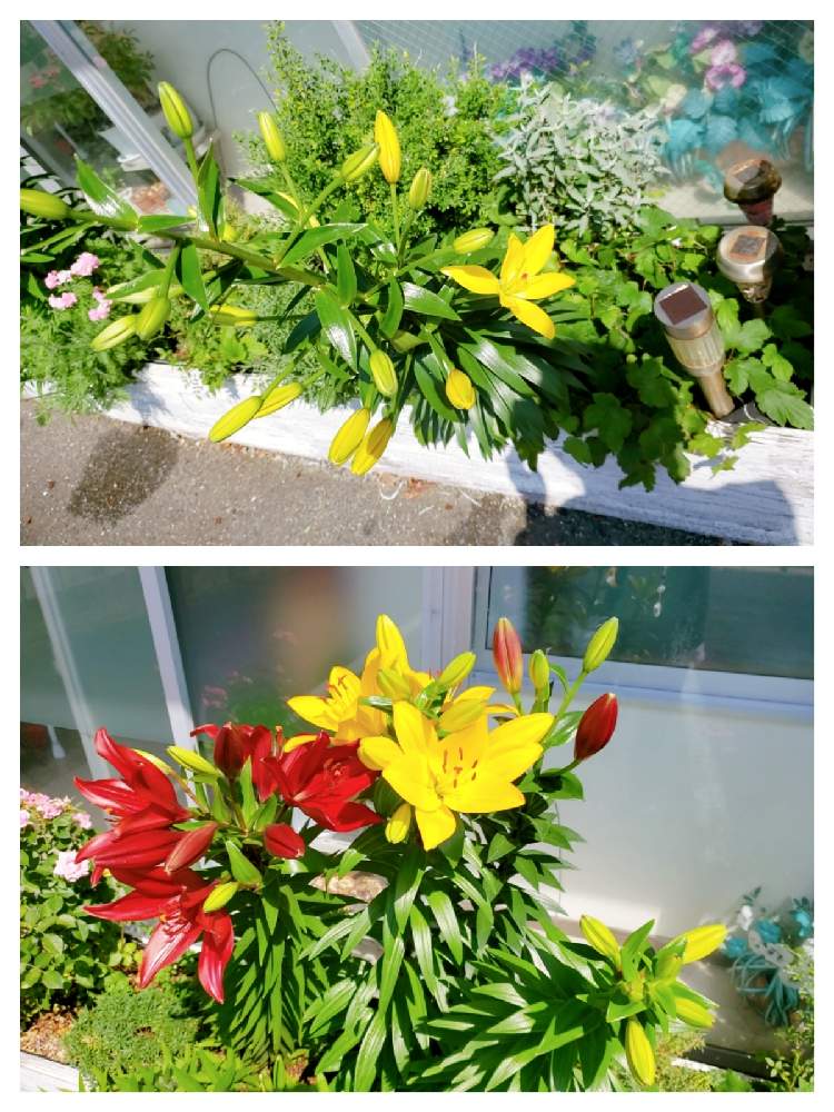 エニシダの投稿画像 By ゆりさん シュウメイギクとすかしゆりとすかしゆりと花が咲いたと花が咲きそうと花壇とおうち園芸とまだまだ初心者と花のある暮らしと緑大好き 21月5月28日 Greensnap グリーンスナップ