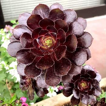 色んな名前があるのねの投稿画像一覧 Greensnap グリーンスナップ