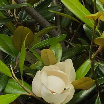 大きな白い花の投稿画像一覧 Greensnap グリーンスナップ