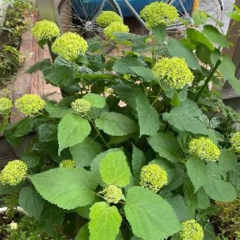 紫陽花の赤ちゃんの投稿画像一覧 Greensnap グリーンスナップ