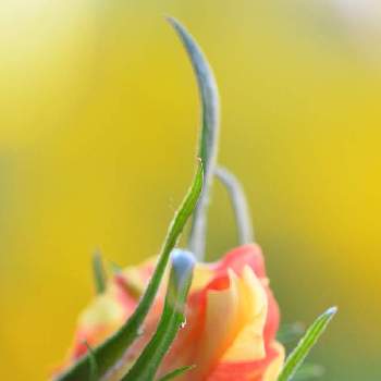 ステップアップローズ バミューダの画像 by ふぅぅぅさん | ステップアップローズ バミューダと金曜日の蕾たちと自慢のバラ_2021とミニバラ鉢植えとステップアップローズ❤︎と季節の花と美しいと花のある暮らしとバラ・ミニバラ